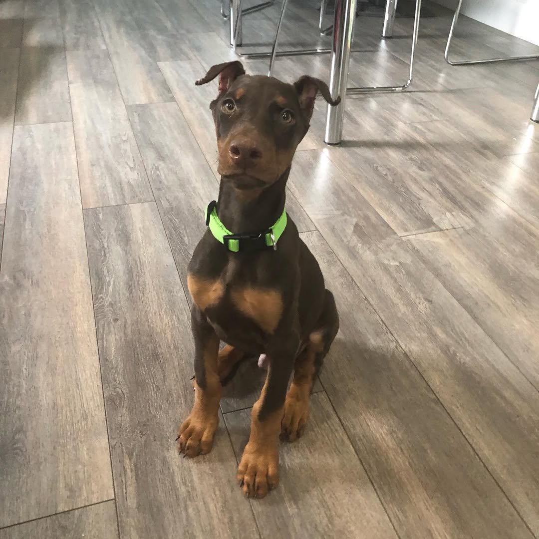 Available Puppies bosh male 11w