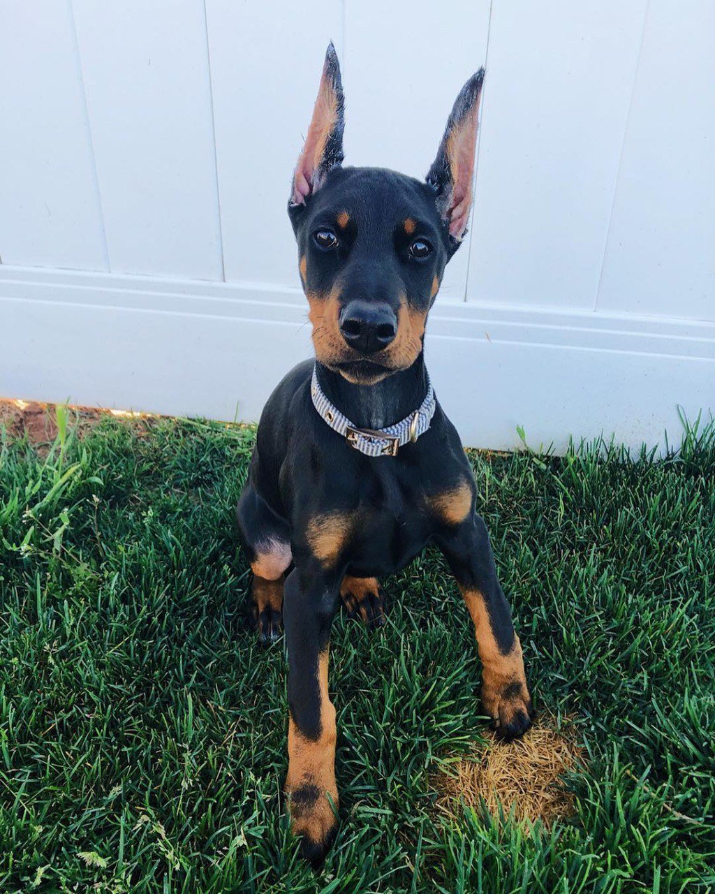 Available Puppies reece female 11weeks