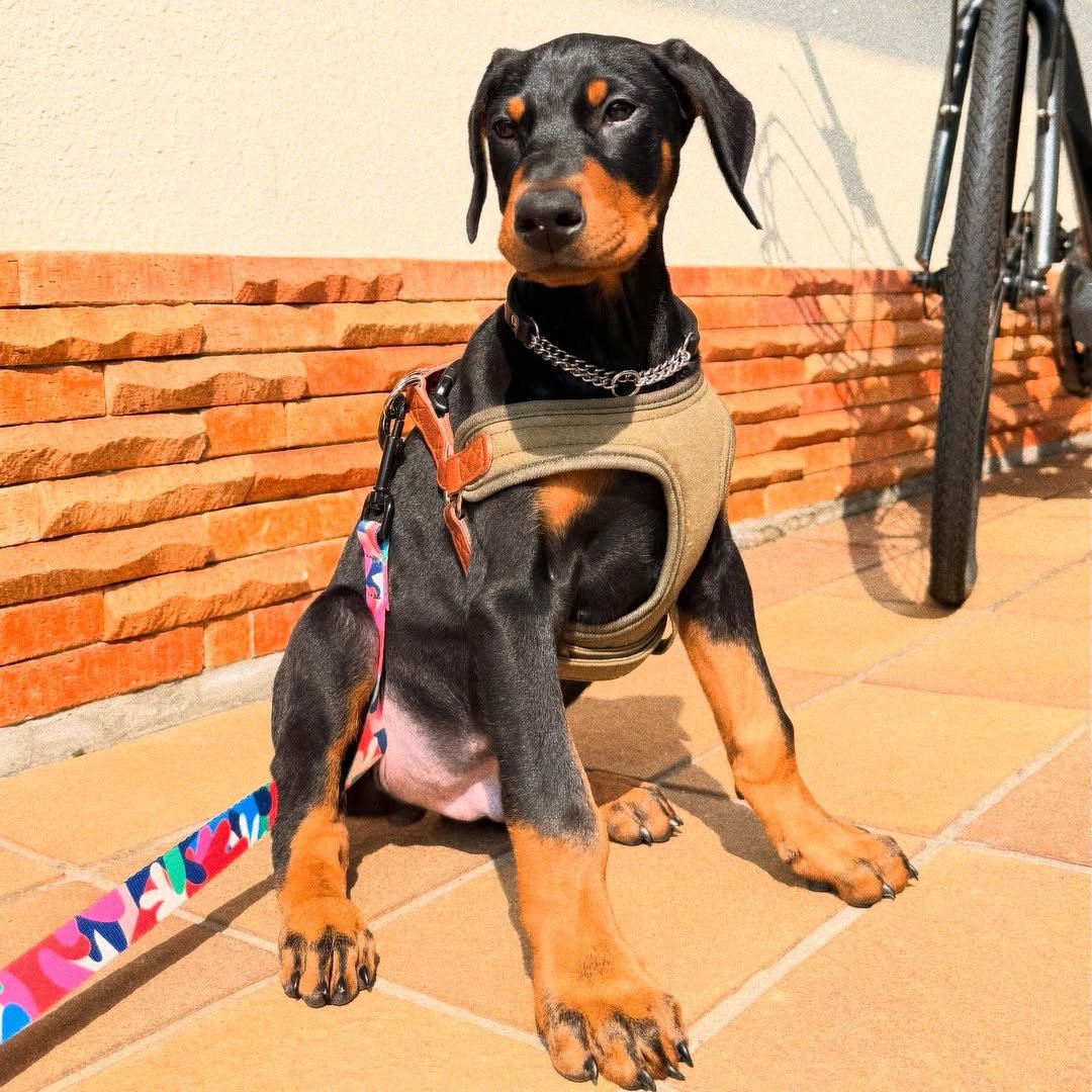 Available Puppies yash female 1